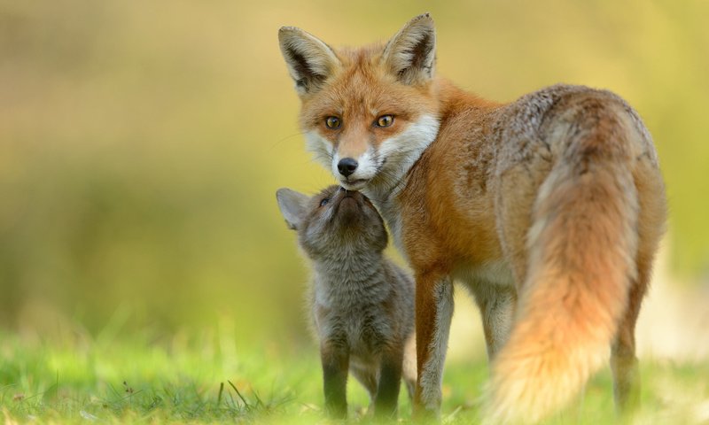 Обои лиса, лисица, мама, малыш, лисенок, fox, mom, baby разрешение 2048x1367 Загрузить