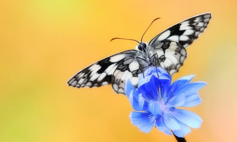 Обои насекомое, цветок, бабочка, крылья, цикорий, цикорий обыкновенный, insect, flower, butterfly, wings, chicory, chicory common разрешение 2048x1287 Загрузить