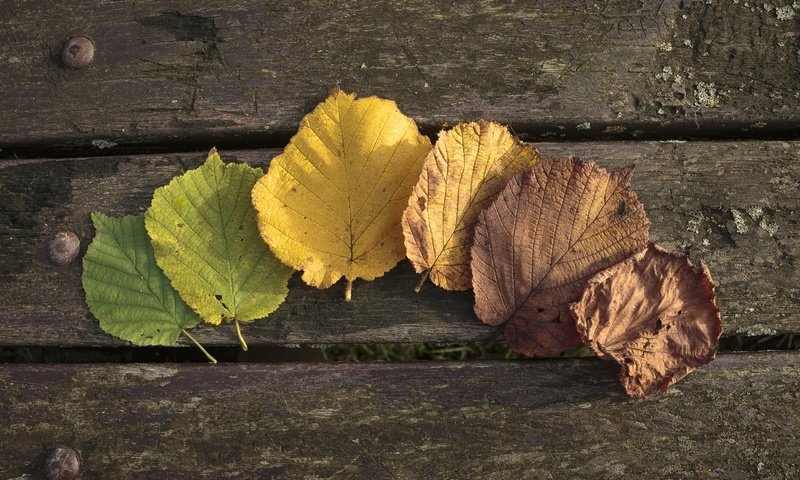 Обои листья, осень, осен,  листья, leaves, autumn разрешение 2880x1620 Загрузить