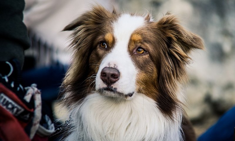 Обои взгляд, собака, друг, австралийская овчарка, look, dog, each, australian shepherd разрешение 1920x1200 Загрузить