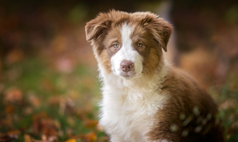 Обои взгляд, собака, щенок, австралийская овчарка, аусси, look, dog, puppy, australian shepherd, aussie разрешение 2048x1365 Загрузить