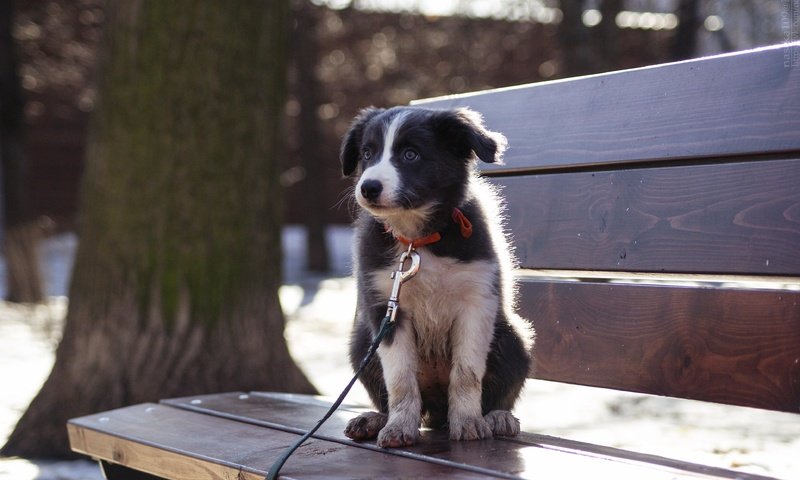 Обои собака, щенок, бордер-колли, cобака, dog, puppy, the border collie разрешение 3872x2592 Загрузить