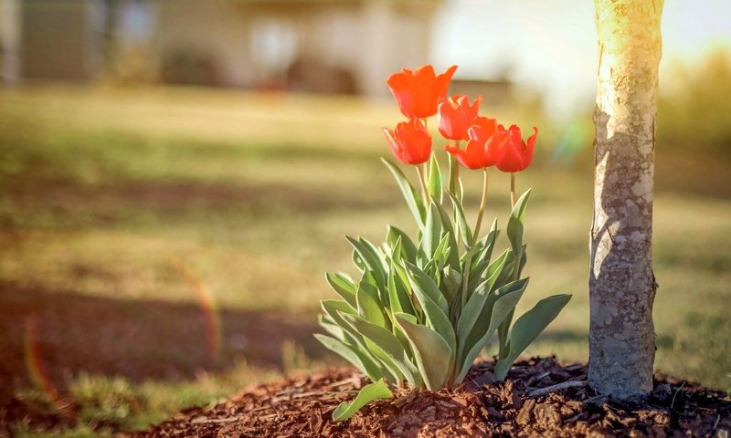 Обои цветы, природа, весна, тюльпаны, тульпаны, flowers, nature, spring, tulips разрешение 2560x1590 Загрузить