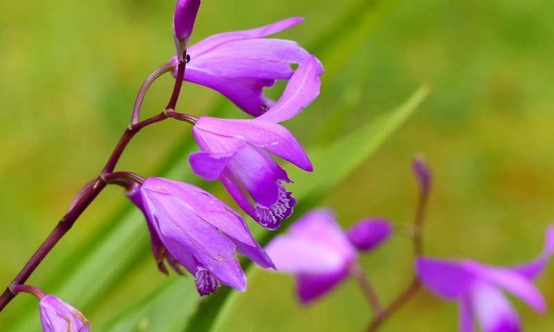 Обои цветы, орхидеи, цветком, orchis laxiflora, болотные, ятрышник, flowers, orchids, flower, marsh, orchis разрешение 4000x3000 Загрузить