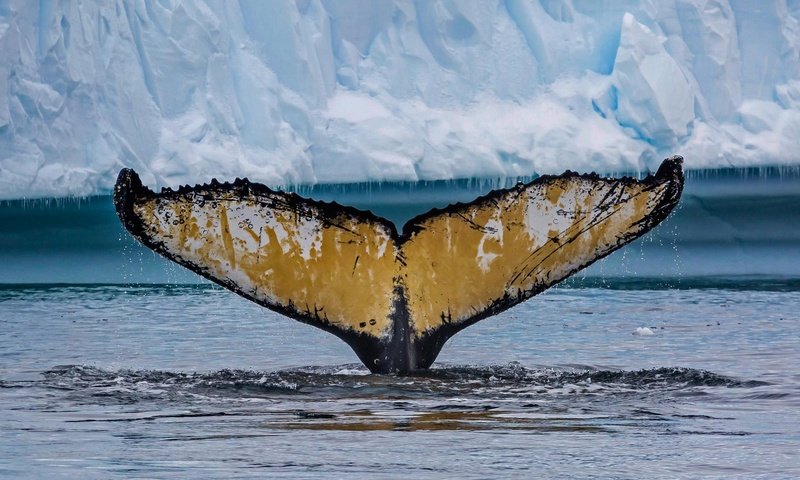 Обои хвост, кит, антарктика, cierva cove, горбатый кит, tail, kit, antarctica, humpback whale разрешение 1920x1080 Загрузить
