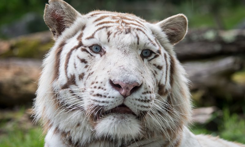 Обои тигр, морда, кошка, взгляд, белый тигр, tiger, face, cat, look, white tiger разрешение 5184x3456 Загрузить