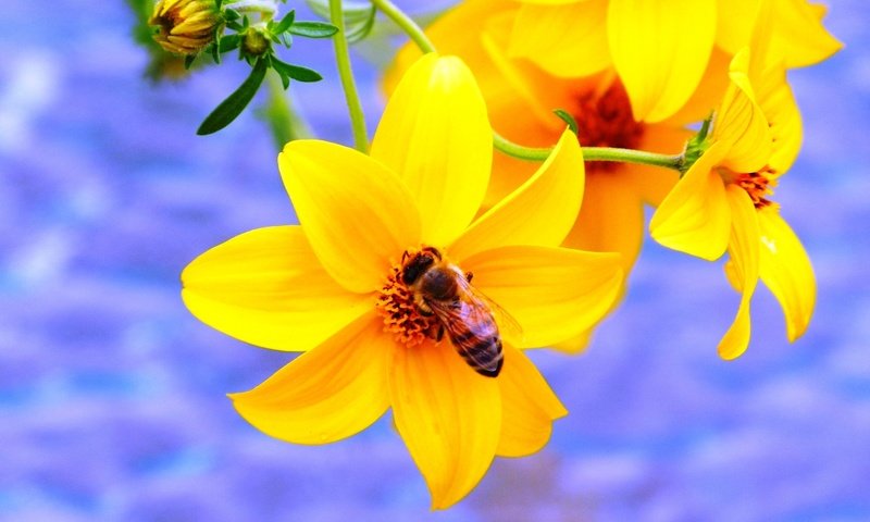 Обои желтый, насекомое, цветок, пчела, yellow, insect, flower, bee разрешение 2048x1536 Загрузить