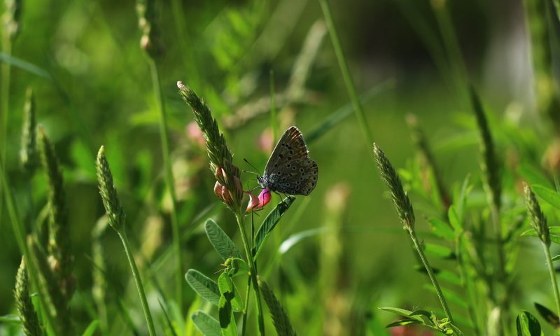 Обои цветы, трава, насекомое, бабочка, flowers, grass, insect, butterfly разрешение 1920x1280 Загрузить