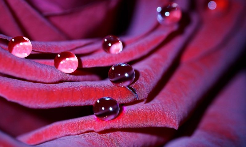 Обои вода, макро, цветок, капли, роза, лепестки, water, macro, flower, drops, rose, petals разрешение 2880x1620 Загрузить