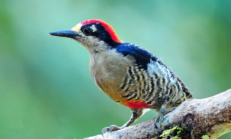 Обои ветка, цвет, птица, клюв, перья, дятел, branch, color, bird, beak, feathers, woodpecker разрешение 2048x1367 Загрузить