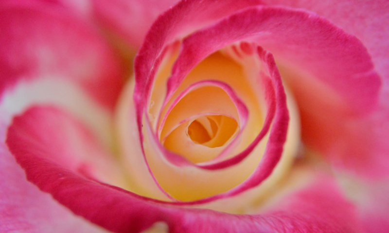 Обои макро, цветок, роза, лепестки, бутон, крупным планом, macro, flower, rose, petals, bud, closeup разрешение 2048x1362 Загрузить