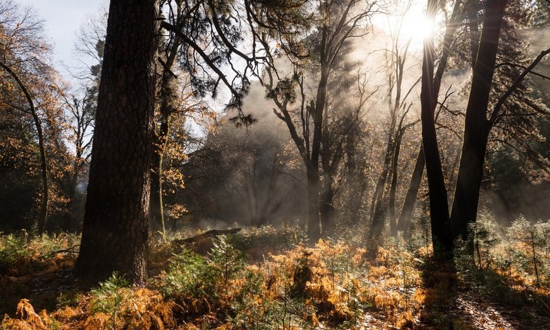 Обои природа, лес, осень, nature, forest, autumn разрешение 2560x1600 Загрузить