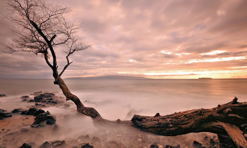 Обои вечер, дерево, закат, море, туман, горизонт, the evening, tree, sunset, sea, fog, horizon разрешение 2048x1152 Загрузить