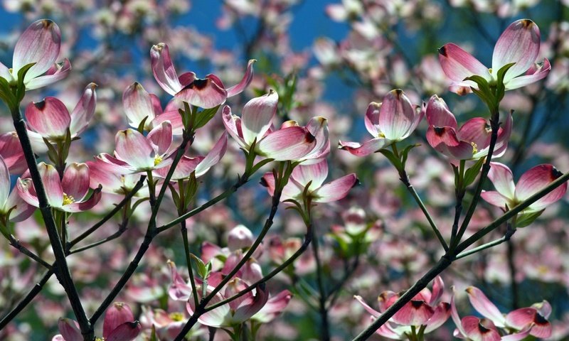 Обои природа, цветение, ветки, весна, магнолия, nature, flowering, branches, spring, magnolia разрешение 2400x1560 Загрузить