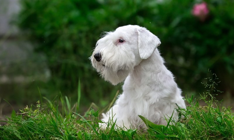 Обои трава, белый, щенок, порода, силихем-терьер, grass, white, puppy, breed, the sealyham terrier разрешение 3000x1930 Загрузить