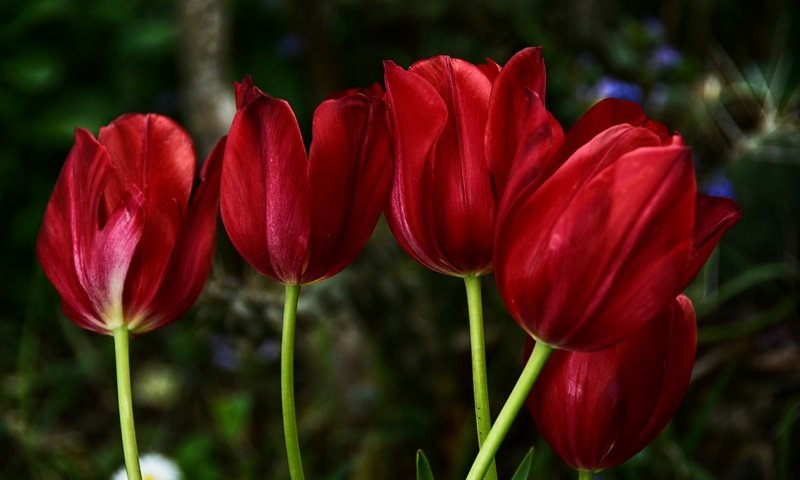 Обои цветы, красные, весна, тюльпаны, краcный, тульпаны, весенние, flowers, red, spring, tulips разрешение 2880x1920 Загрузить