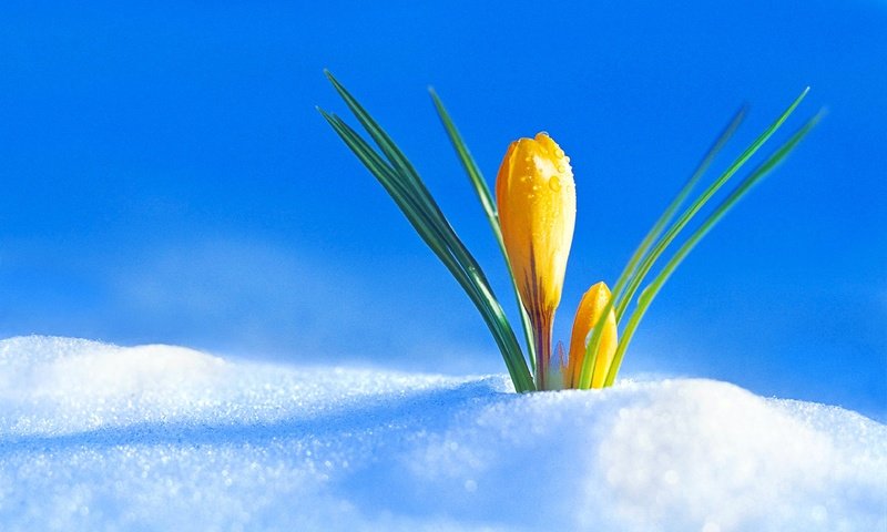 Обои снег, цветок, бутон, весна, крокус, snow, flower, bud, spring, krokus разрешение 3840x2400 Загрузить