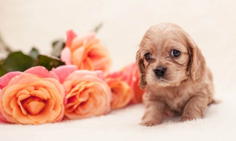 Обои цветы, розы, собака, щенок, щенка, детские,  цветы, спаниель, роз, cобака, flowers, roses, dog, puppy, baby, spaniel разрешение 2048x1345 Загрузить