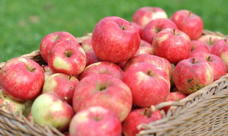 Обои макро, фрукты, яблоки, корзина, урожай, macro, fruit, apples, basket, harvest разрешение 2400x1594 Загрузить