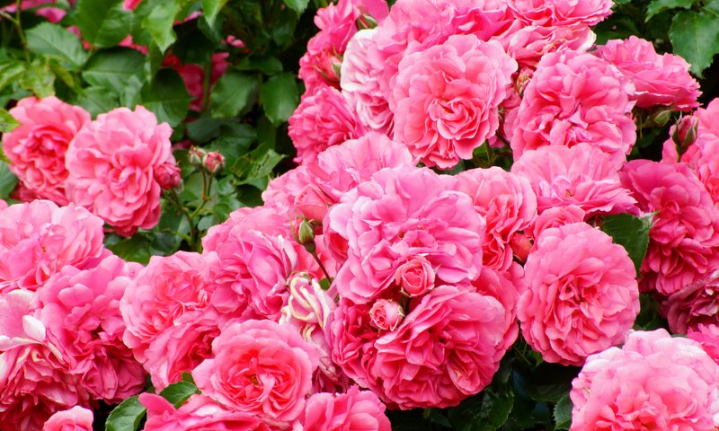 Обои розы, розовый, куст, роскошь, roses, pink, bush, luxury разрешение 2048x1365 Загрузить