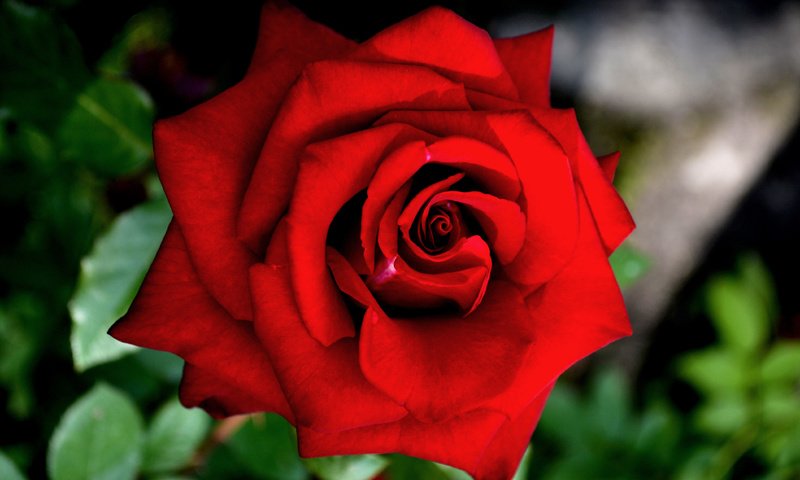 Обои цветение, макро, роза, красная, краcный, крупным планом, роз, flowering, macro, rose, red, closeup, roses разрешение 4184x2792 Загрузить