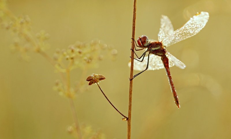 Обои макро, насекомое, крылья, стрекоза, растение, macro, insect, wings, dragonfly, plant разрешение 2880x1620 Загрузить