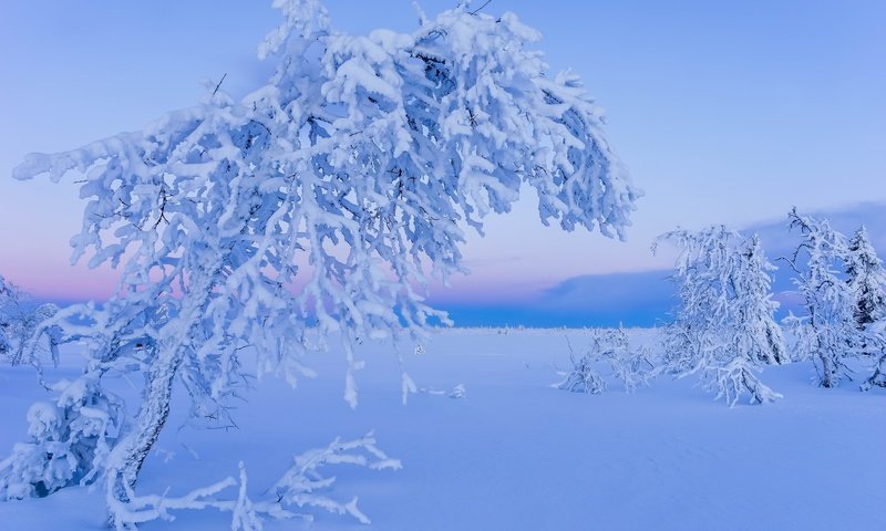 Обои снег, дерево, зима, snow, tree, winter разрешение 2048x1356 Загрузить