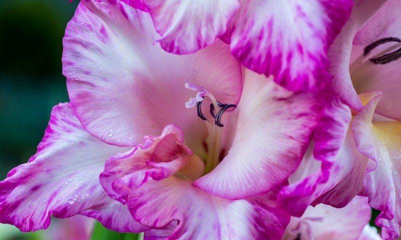 Обои цветы, макро, лепестки, гладиолус, flowers, macro, petals, gladiolus разрешение 4000x2670 Загрузить