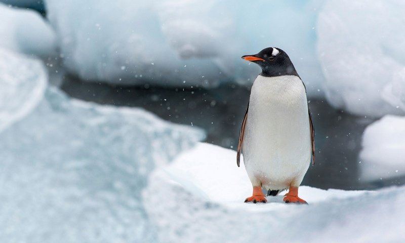 Обои снег, природа, лёд, птица, клюв, остров, пингвин, антарктида, snow, nature, ice, bird, beak, island, penguin, antarctica разрешение 1920x1200 Загрузить