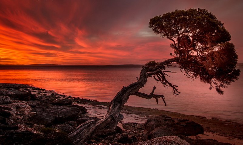 Обои облака, природа, дерево, закат, пейзаж, море, clouds, nature, tree, sunset, landscape, sea разрешение 1920x1080 Загрузить