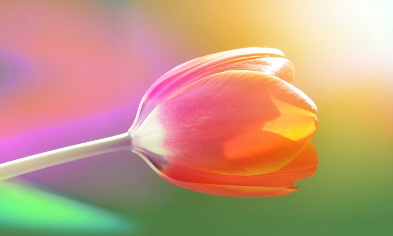 Обои природа, цветок, весна, тюльпан, nature, flower, spring, tulip разрешение 2560x1600 Загрузить