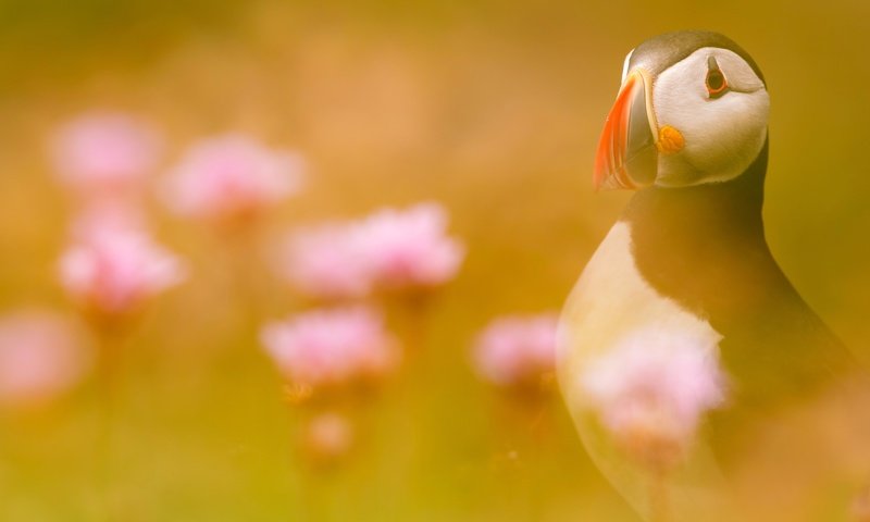 Обои свет, цветы, птица, тупик, атлантический тупик, light, flowers, bird, stalled, atlantic puffin разрешение 2500x1667 Загрузить