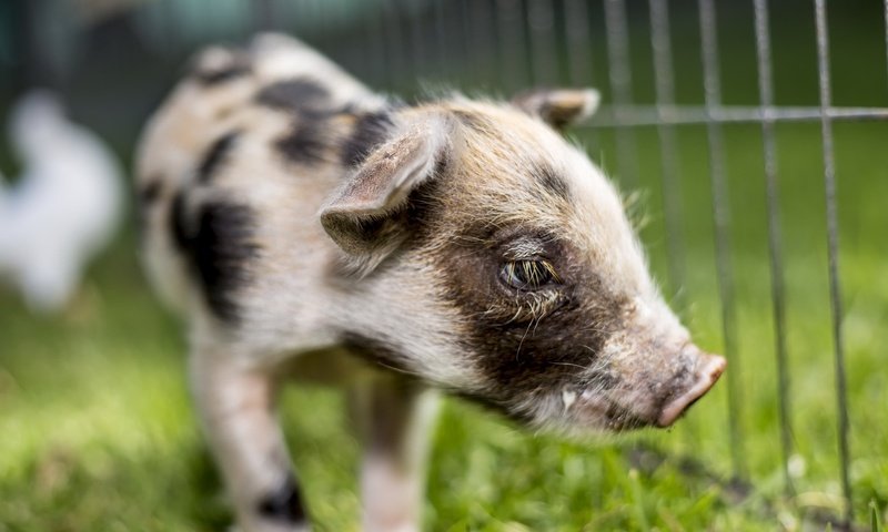 Обои фон, забор, свинья, поросенок, хрюшка, background, the fence, pig разрешение 2048x1274 Загрузить