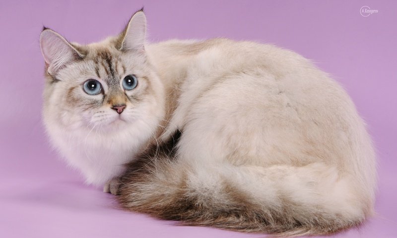 Обои глаза, кот, шерсть, кошка, взгляд, порода, невская, eyes, cat, wool, look, breed, nevskaya разрешение 2400x1594 Загрузить