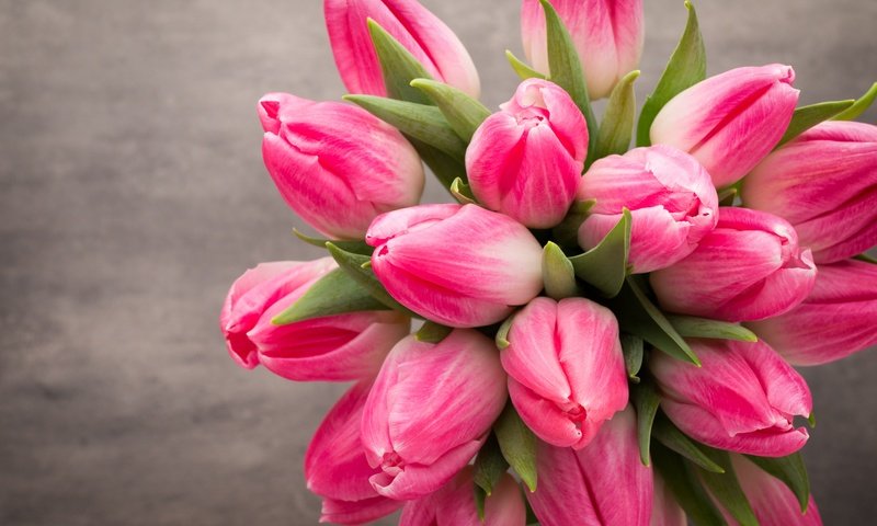Обои цветы, букет, тюльпаны, розовые, красива, тульпаны,  цветы, парное, весенние, flowers, bouquet, tulips, pink, beautiful, fresh, spring разрешение 5472x3648 Загрузить