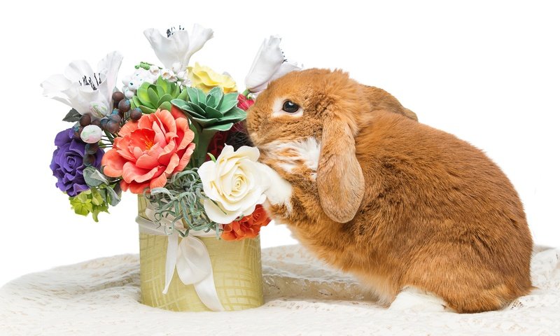 Обои цветы, зайка, кролик, пасха,  цветы, глазунья, декорация, весенние, зеленые пасхальные, довольная, flowers, bunny, rabbit, easter, eggs, decoration, spring, happy разрешение 4763x3176 Загрузить