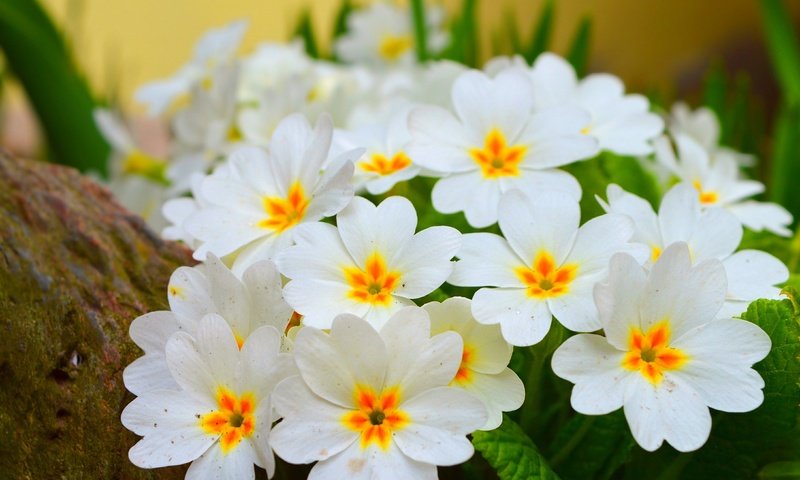 Обои цветы, цветение, лепестки, весна, белые, примула, весенние, flowers, flowering, petals, spring, white, primula разрешение 3000x1873 Загрузить