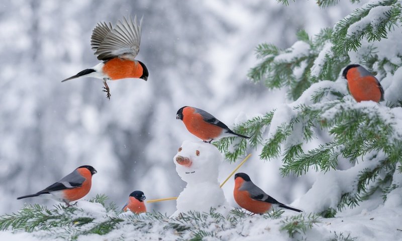 Обои снег, елка, зима, снеговик, птицы, снегирь, снегири, snow, tree, winter, snowman, birds, bullfinch, bullfinches разрешение 2048x1363 Загрузить