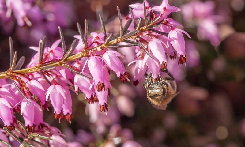 Обои цветы, макро, насекомое, пчела, вереск, flowers, macro, insect, bee, heather разрешение 2048x1378 Загрузить