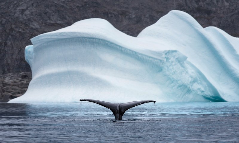 Обои природа, море, животные, лёд, айсберг, хвост, кит, арктика, nature, sea, animals, ice, iceberg, tail, kit, arctic разрешение 2048x1208 Загрузить