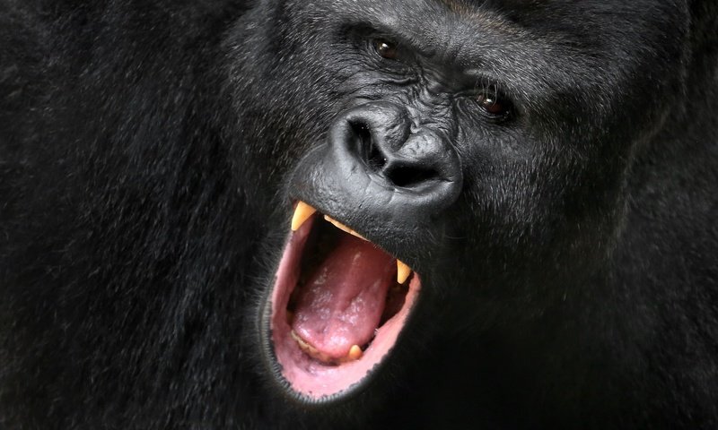 Обои обезьяна, крик, горилла, monkey, creek, gorilla разрешение 2048x1356 Загрузить