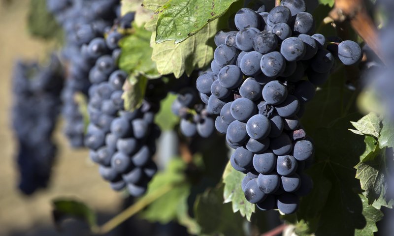 Обои виноград, виноградная лоза, grapes, vine разрешение 4592x3056 Загрузить