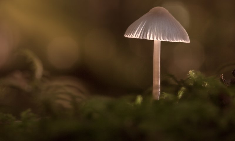 Обои природа, лес, фон, грибы, гриб, sophiaspurgin, alone in the woods, nature, forest, background, mushrooms, mushroom разрешение 5760x3840 Загрузить