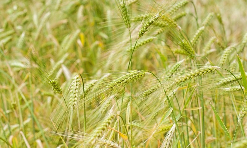 Обои природа, макро, поле, колосья, пшеница, nature, macro, field, ears, wheat разрешение 3200x2133 Загрузить