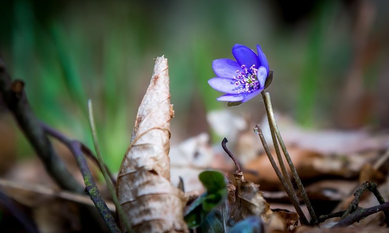 Обои природа, цветок, весна, печёночница, перелеска, nature, flower, spring, pechenocna, the coppice разрешение 1960x1278 Загрузить