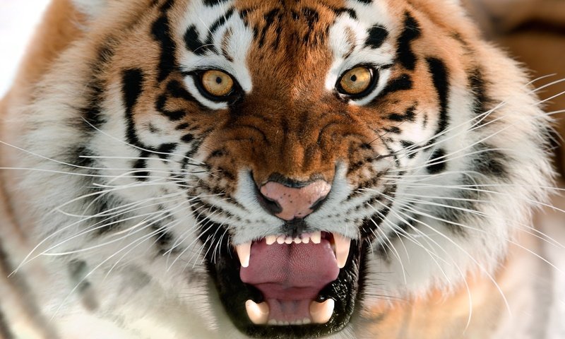 Обои тигр, морда, язык, оскал, амурский тигр, tiger, face, language, grin, the amur tiger разрешение 2560x1596 Загрузить