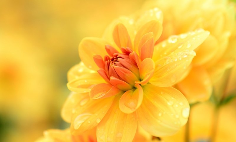 Обои цветы, желтый, макро, капли, георгин, flowers, yellow, macro, drops, dahlia разрешение 2048x1356 Загрузить