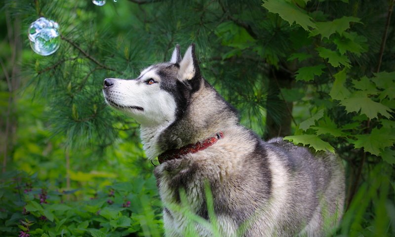 Обои природа, лес, лето, собака, хаски, ошейник, nature, forest, summer, dog, husky, collar разрешение 2560x1600 Загрузить