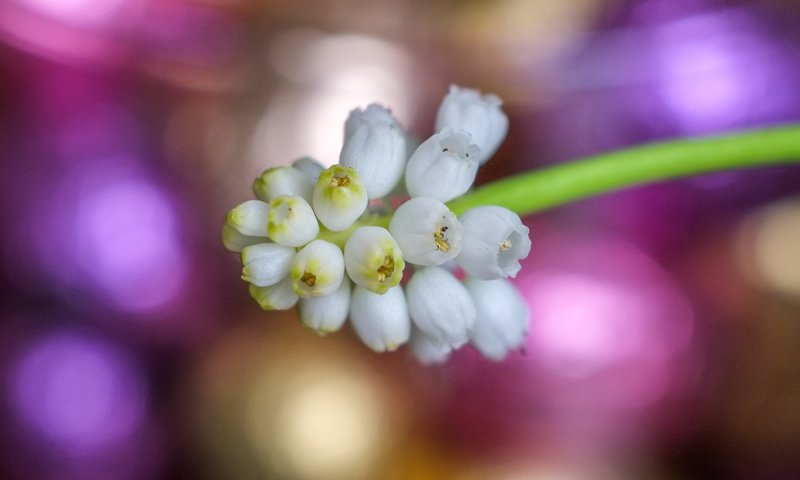 Обои цветы, весна, белые, мускари, flowers, spring, white, muscari разрешение 4896x2760 Загрузить