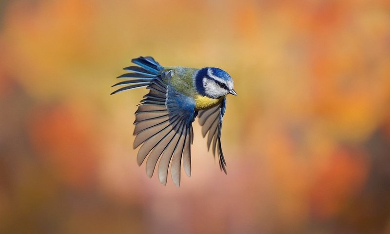 Обои фон, полет, размытость, птица, синица, лазоревка, background, flight, blur, bird, tit, blue tit разрешение 1920x1080 Загрузить